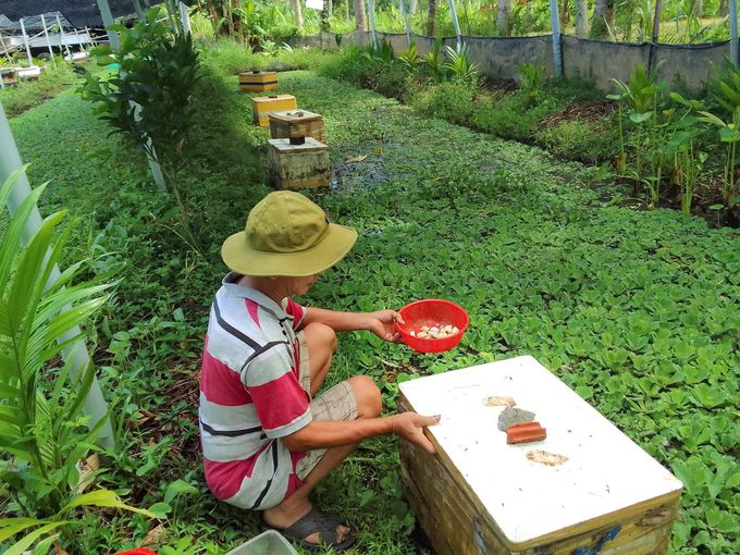 Nuôi chồn hương trên mặt hồ, hiệu quả bất ngờ