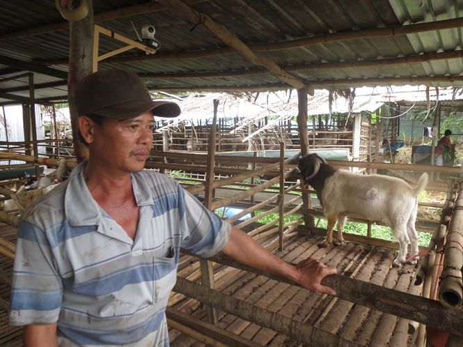 Làm giàu nhờ nuôi dê