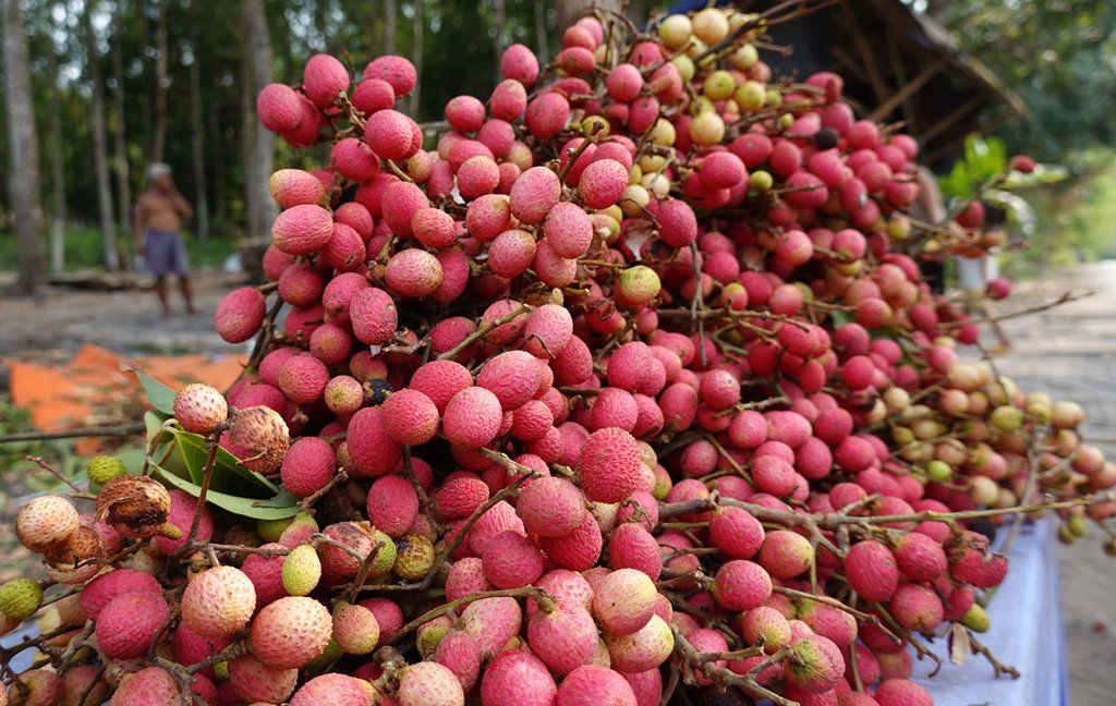 Thứ quả rừng ở An Giang nói tên đã tứa nước miếng, kên răng, nhiều người kêu 