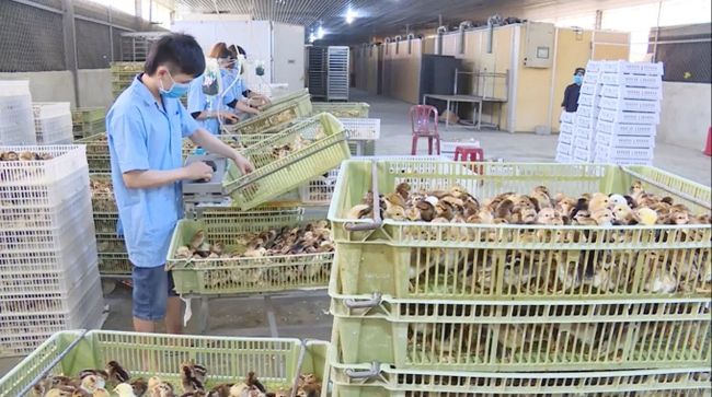 Giới thiệu một loạt giống vật nuôi mới: Có giống gà đen toàn thân, giống vịt đẻ 230 quả/năm