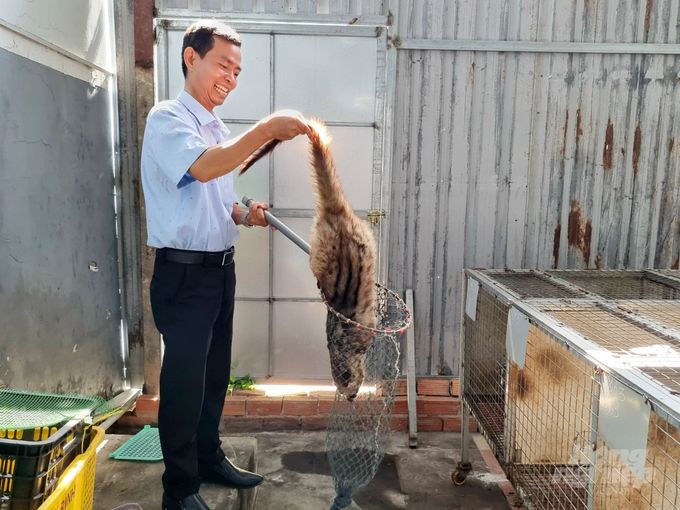 Nuôi chồn hương không lo đầu ra, lại rất nhàn