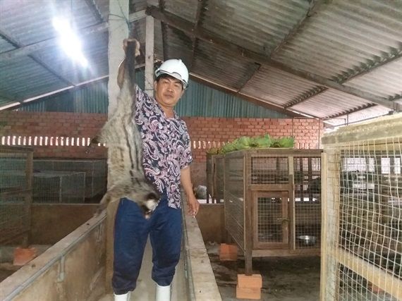 Nuôi chồn hương vùng ven biển Gò Công