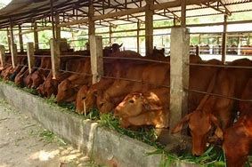 Huyện biên giới Sơn La phát triển chăn nuôi theo hướng sản xuất hàng hoá