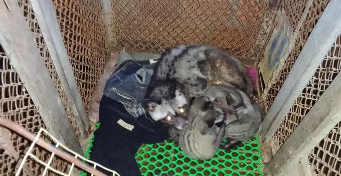 Nuôi chồn hương trên mặt hồ,