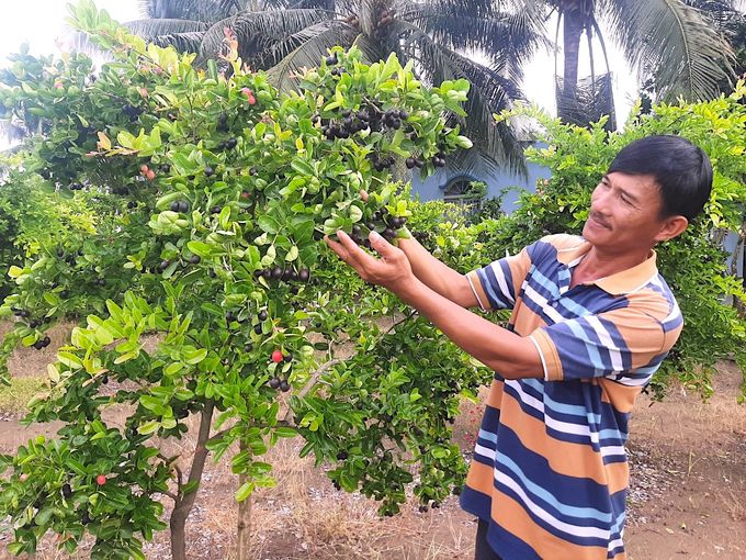 Vườn si rô lớn nhất Tiền Giang 1