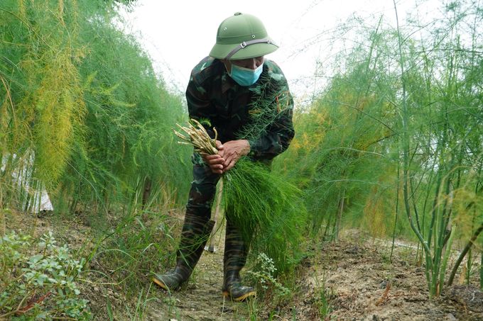 Chuyển lúa sang trồng 'vua rau', ngày nào cũng rủng rỉnh tiền