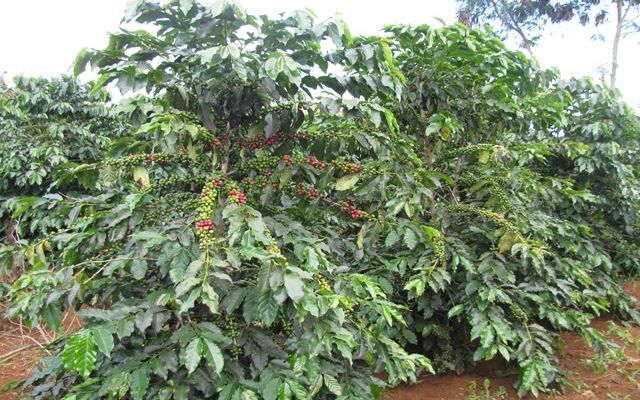 Phòng, trừ bệnh thối nứt thân trên cà phê