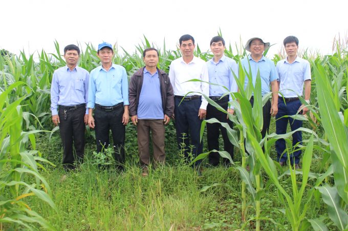 Doanh nghiệp liên kết trồng ngô sinh khối trên đất lúa bỏ hoang