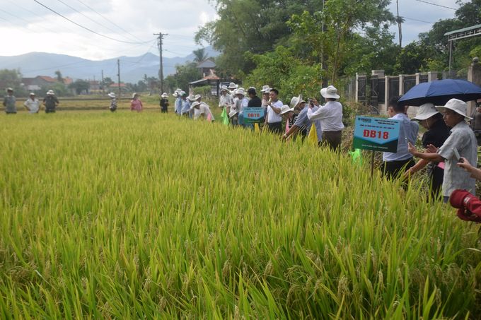 Giống lúa của Vinaseed ở vùng năng suất lúa thấp nhất 'chảo lửa' Tây Sơn