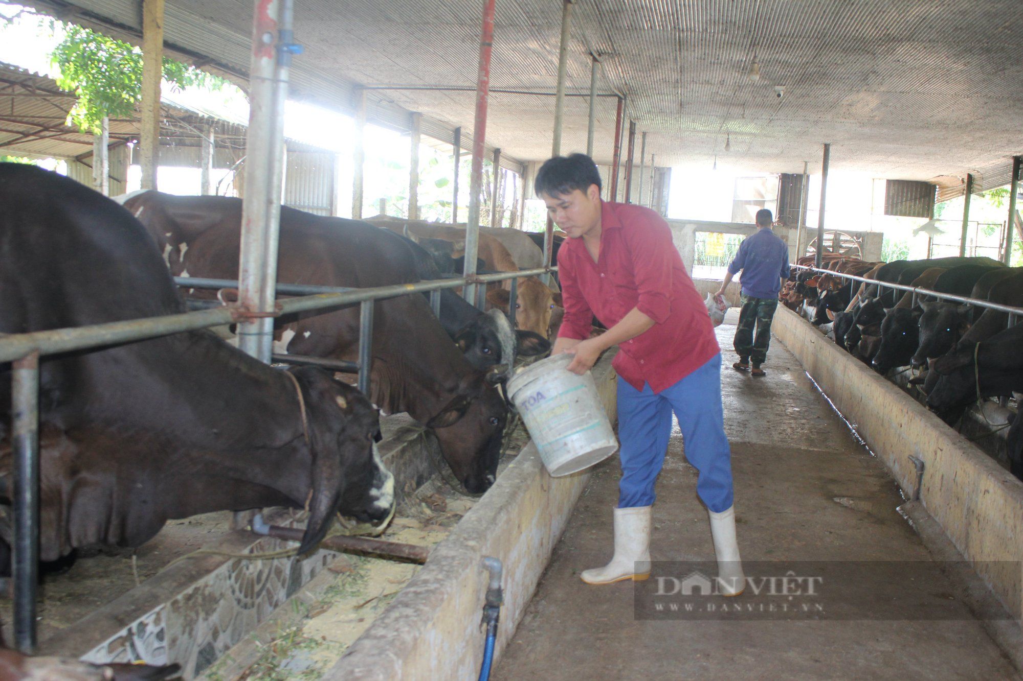 Giá bò thịt 'lao dốc' chỉ còn 70.000 đồng/kg, người chăn nuôi chán nản giảm đàn, vì đâu nên nỗi?