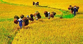 Bình Định: Lúa hè thu được mùa, trúng giá