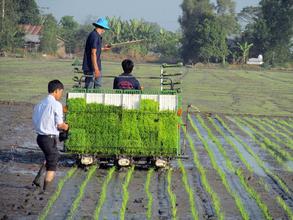 Chuỗi mạ khay, máy cấy giúp xã Liên Hà không bị bỏ ruộng hoang