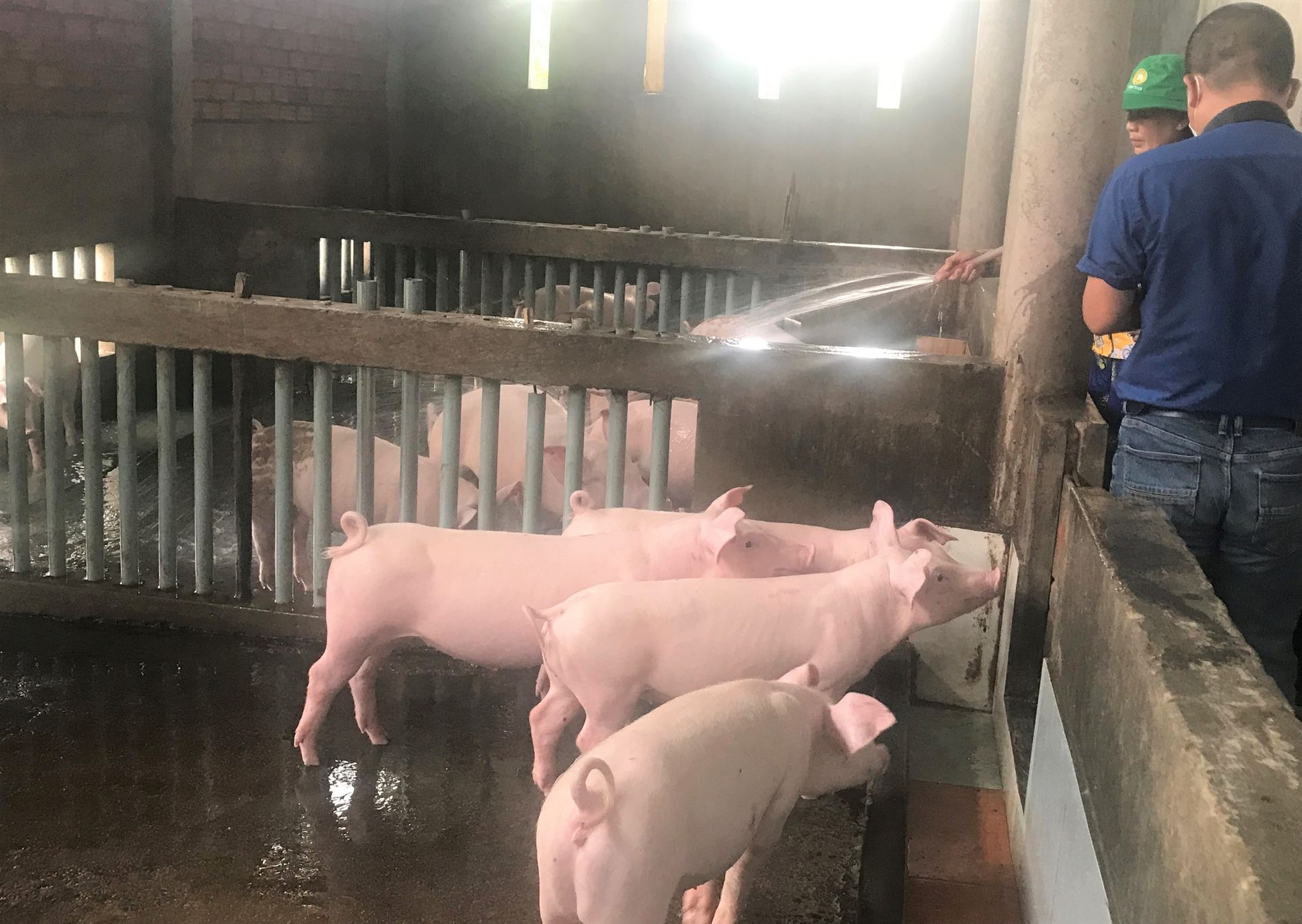 Loay hoay triển khai bảo hiểm chăn nuôi