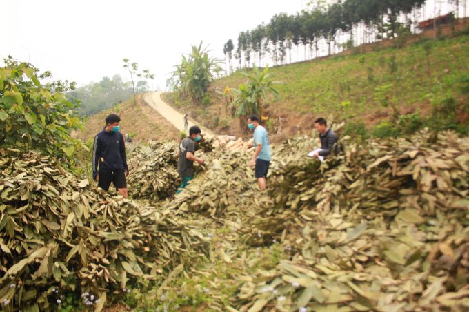 Cây quế 'cứu cánh' cho bà con vùng cao trước hạn hán kéo dài