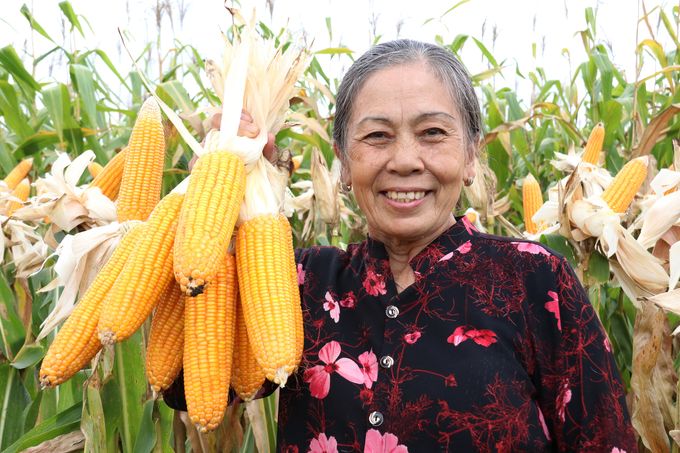 Giống ngô lai TM181 đóng bắp kín, lõi nhỏ, chịu bệnh tốt, cần ít phân thuốc