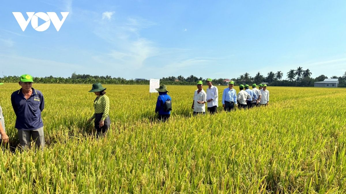 Giá lúa vụ Hè Thu ở Tiền Giang tăng gần 2.000 đồng/kg, nông dân phấn khởi thu hoạch