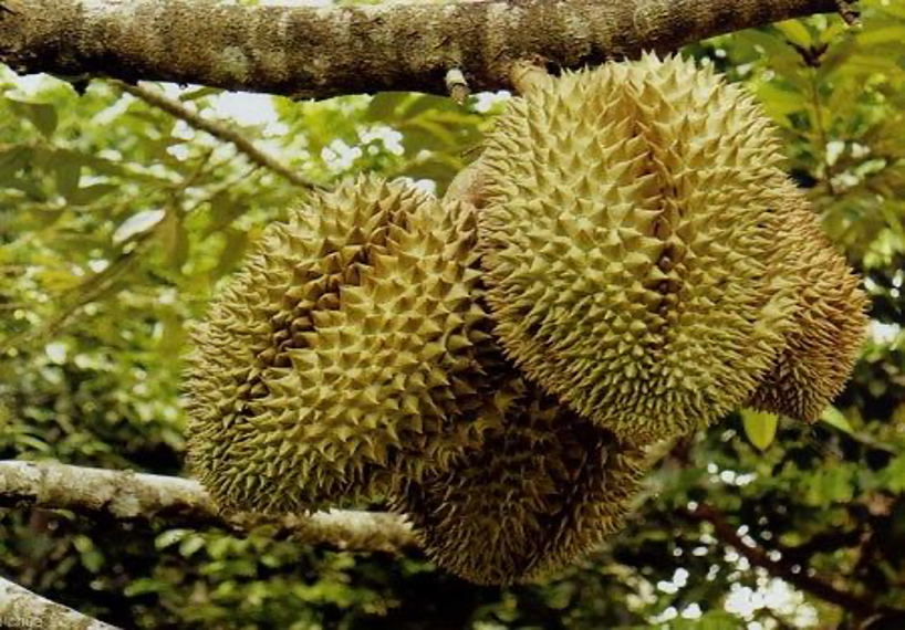 Thụ phấn bổ sung cho cây sầu riêng