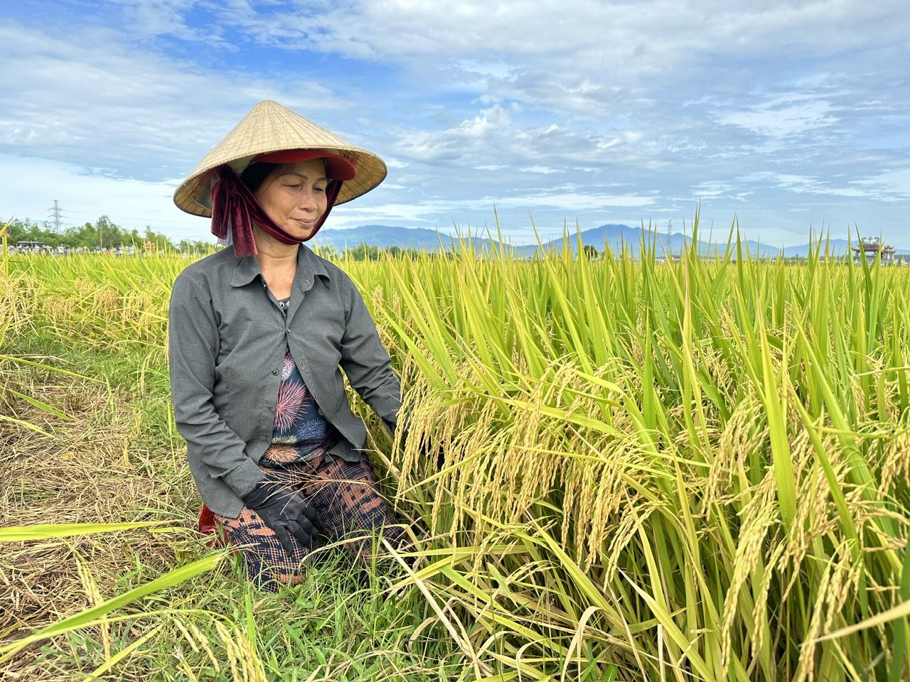 Nam Trung bộ thắng lớn vụ lúa hè thu