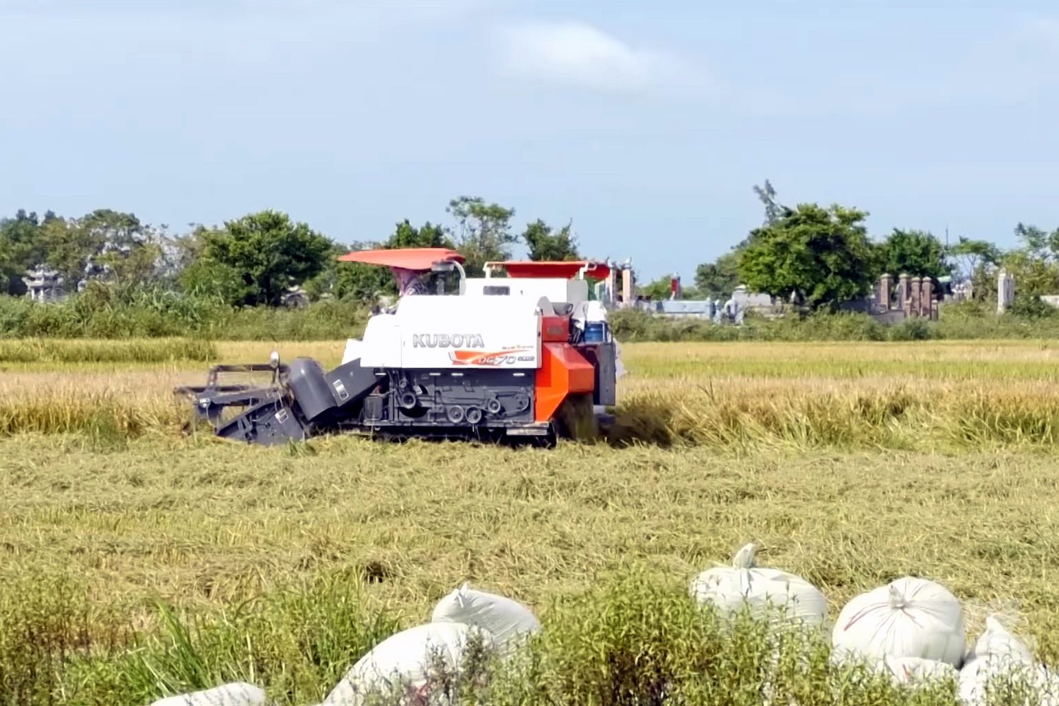 Lúa hè thu chi phí giảm 20%, giá tăng 20%, nông dân phấn khởi