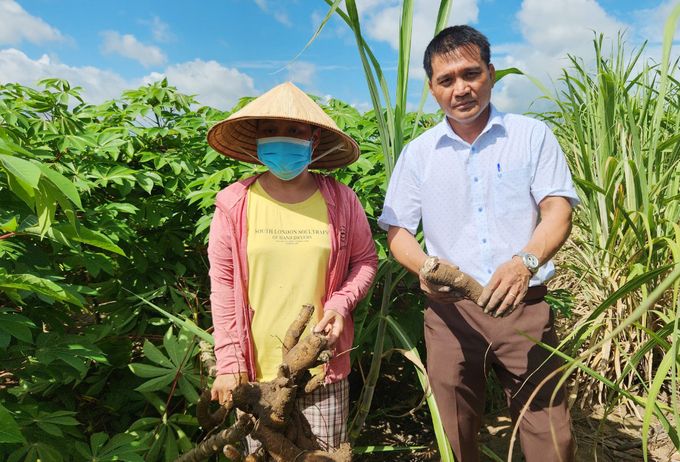 Giống sắn HN5 đánh bay bệnh khảm lá