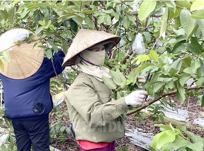 Trồng ổi lê, cứ 1 sào nông dân xã này của tỉnh Hải Dương có ngay 18 - 20 triệu