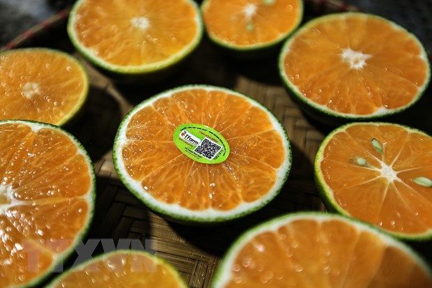 Quýt Ôn Châu ngon thế nào mà dân Hòa Bình cắt đóng hộp bán bao nhiêu cũng hết