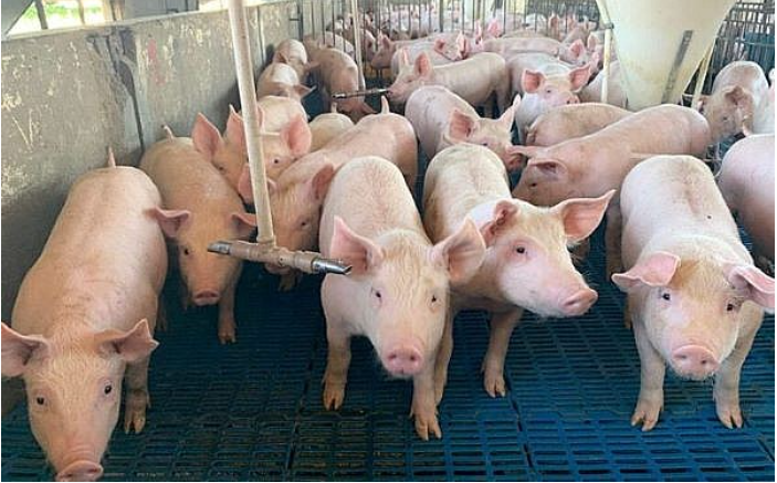 Đà giảm chưa dừng, giá trung bình lợn hơi cả nước chỉ còn 57.100 đồng/kg