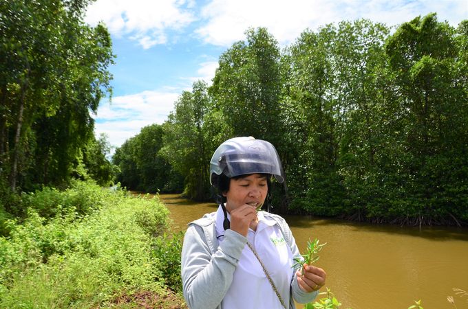 Thăm vùng rau muối cả ngàn ha ở Bạc Liêu