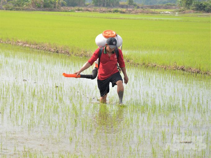 Đưa gói kỹ thuật đồng bộ vào chương trình Canh tác lúa thông minh