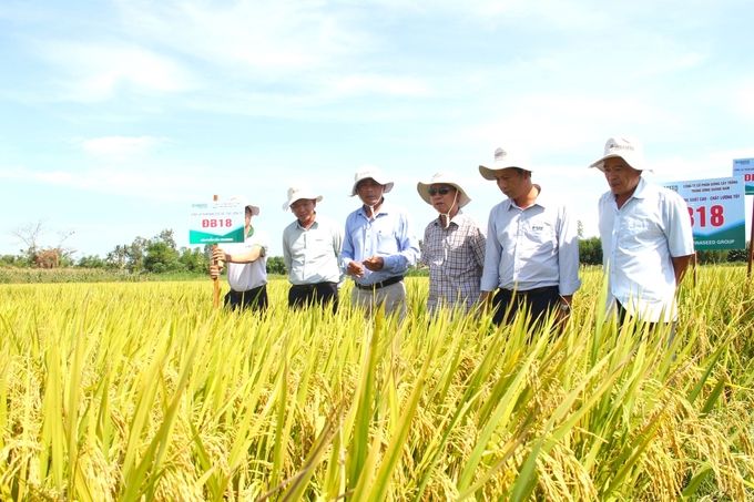 Những giống lúa 'chịu thương, chịu khó'