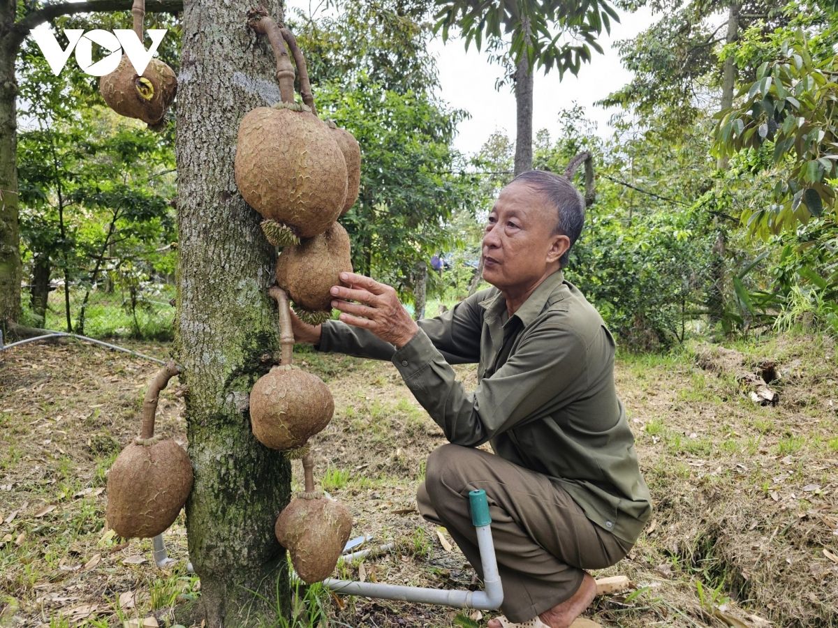 Sầu riêng hết mùa sốt giá, nhà vườn tích cực chăm sóc vườn cây