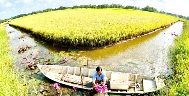 Bắt con tôm 'ở chung' với cây lúa, thu nhập của nông dân ĐBSCL tăng hơn cả chục lần