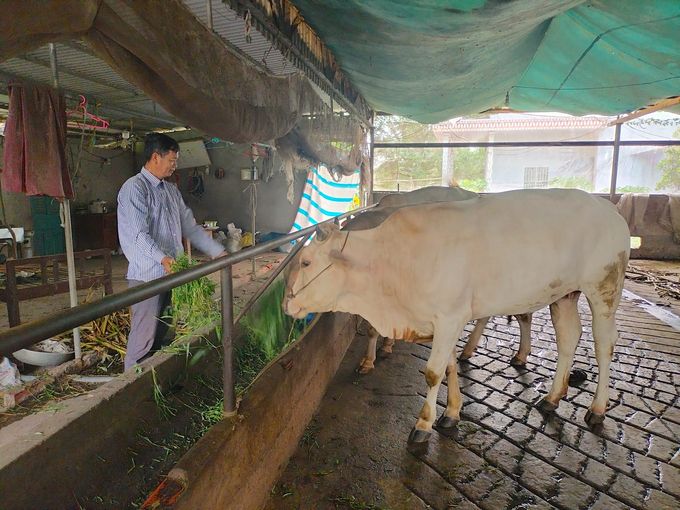 Xây dựng chuỗi giá trị bò Ba Tri
