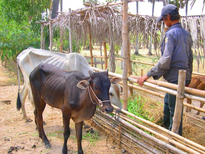 Sôi động nghề nuôi trâu, bò vỗ béo