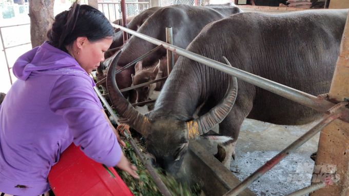 Chăn nuôi trâu bò, chẳng lo bệnh dịch