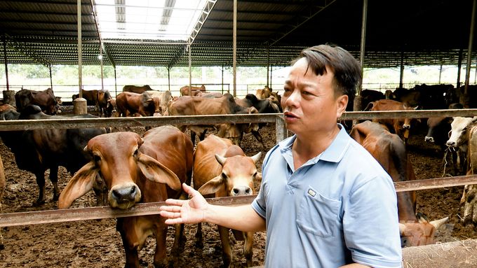 Những trại bò vỗ béo lớn nhất Đông Nam bộ