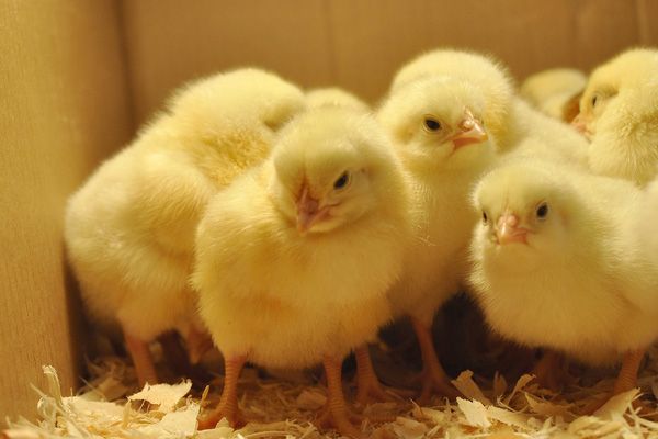 8 tháng, Việt Nam nhập khẩu khoảng 2 triệu con gà giống
