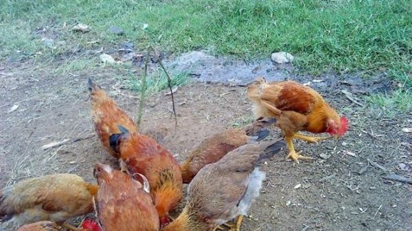 Bảo tồn giống gà Lạc Thủy
