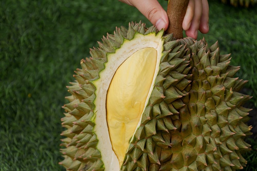 Dinh dưỡng cho sầu riêng giai đoạn lên cơm