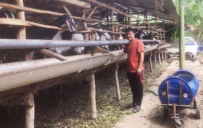 Nuôi dê nhốt chuồng trong vườn tiêu, thu tiền tỷ