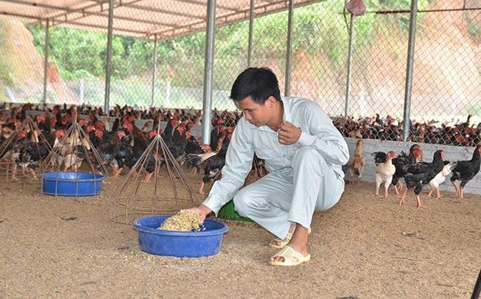 Gà móng nuôi thế nào mà anh nông dân Yên Bái thu 400 triệu/năm
