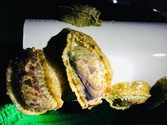 Chuyển giao con giống bào ngư vành tai 