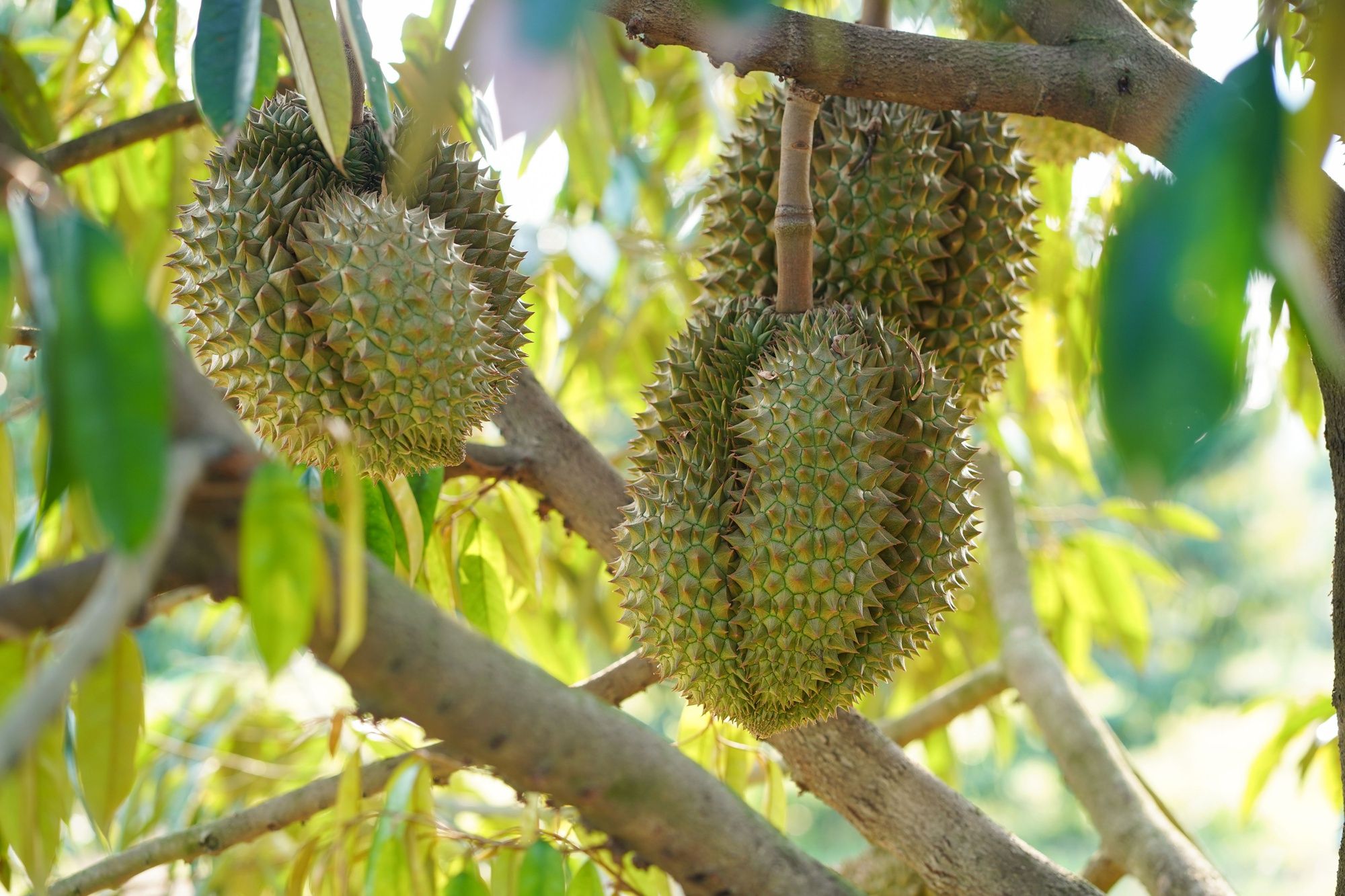 Giá sầu riêng ngày 7/9: Sầu Thái, sầu Ri6 đi ngang, thông tin 'nóng' về thị trường sầu riêng Trung Quốc