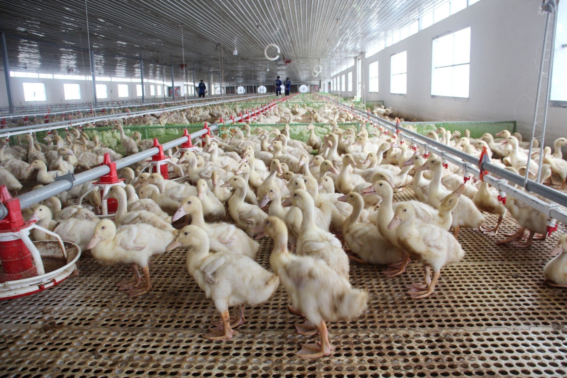 Lần đầu ra mắt công nghệ phát hiện virus Tembusu trên vịt 