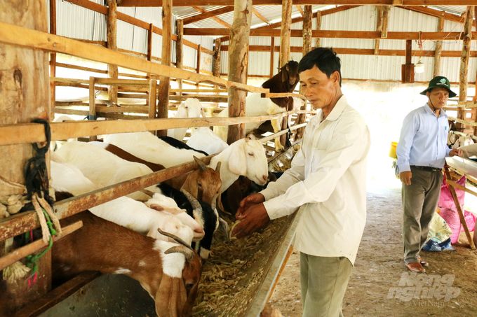 Vùng biên phát triển mạnh nuôi dê hướng thịt