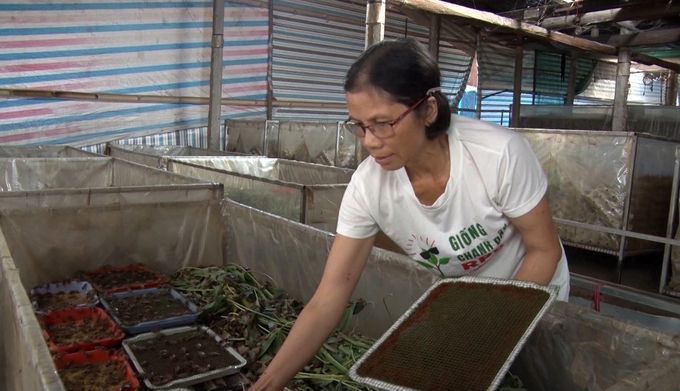 Nuôi dế Thái, 'hái tiền' quanh năm