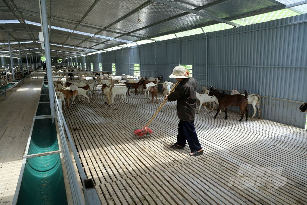 Nuôi dê bằng thuốc nam