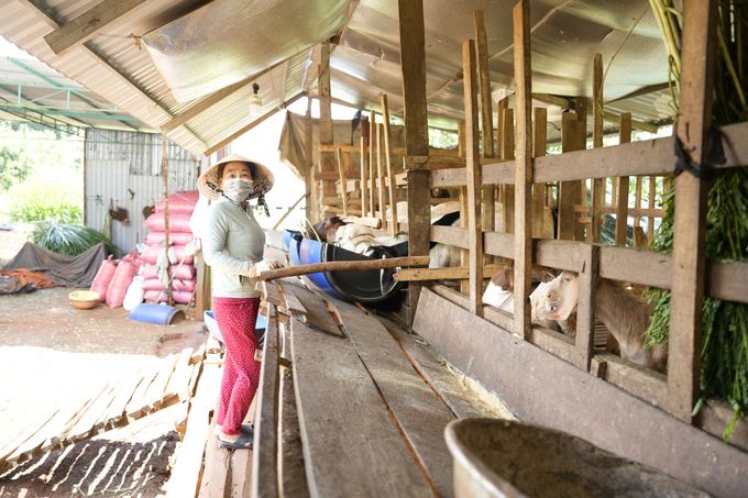 Phất lên nhờ nhạy bén chuyển từ trồng tiêu sang nuôi dê