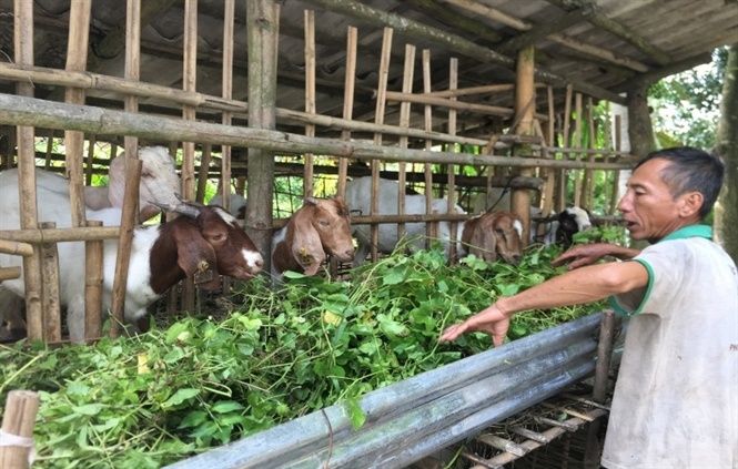 Nuôi dê sinh sản theo hướng an toàn sinh học