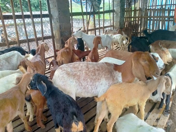 Nuôi con vật chỉ biết 'ăn cỏ, uống nước lã' cho thu nhập cao